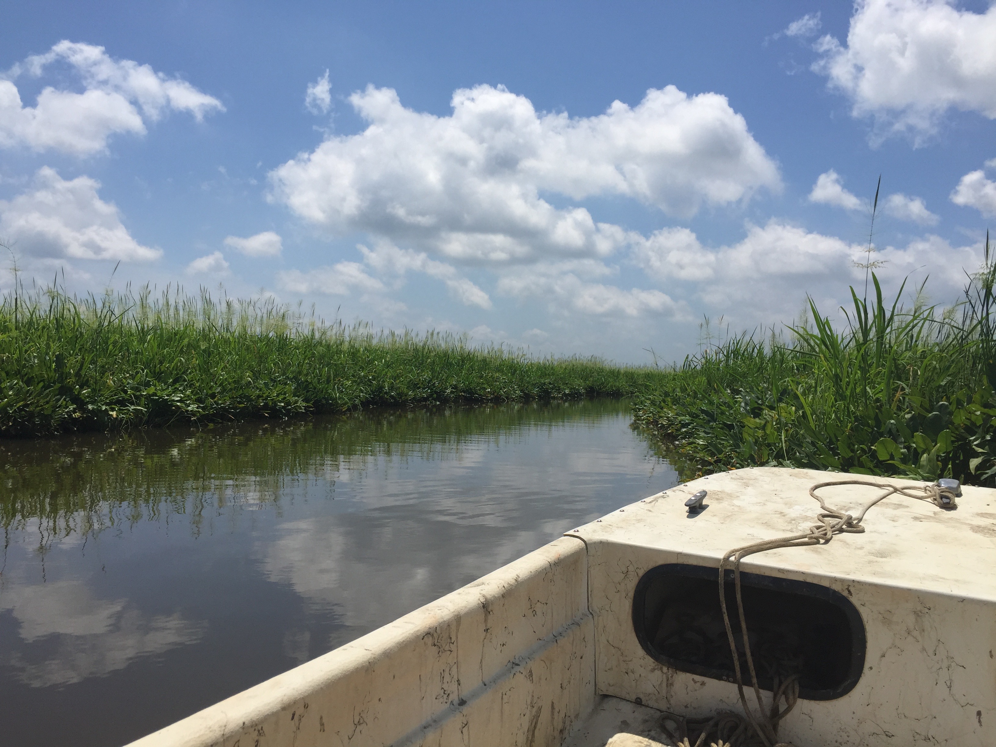 marsh.jpeg
